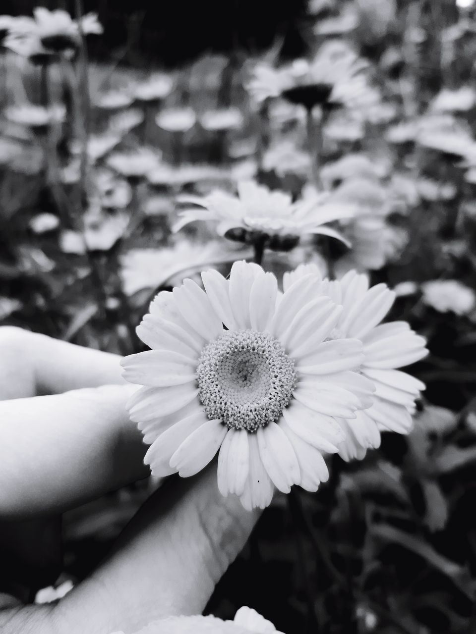 CLOSE-UP OF HAND HOLDING FLOWERING PLANTS