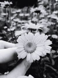 Close-up of hand holding flowering plant