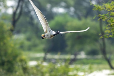 Seagull flying against blurred background