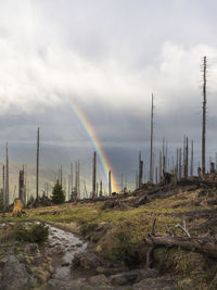 Rainbow arching over burnt forest