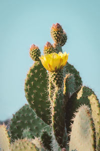 Close-up of yellow cactus flower against clear sky