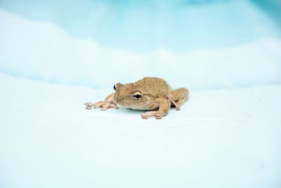 Perched on a blue cushion, a cuban tree frog osteopilus septentrionalis takes a rest 