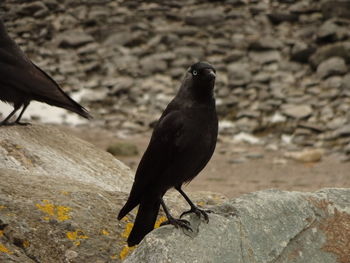 Close-up of raven on rock