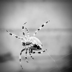 Close-up of spider on web