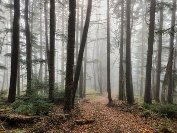 Pine trees in forest during autumn