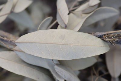 Close-up of dried leaves