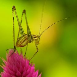 Close-up of insect pollinating on flower
