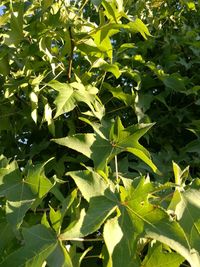 Close-up of fresh green plant