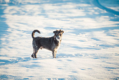 Dog standing on snow covered land