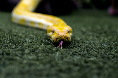 Close-up of snake on grass