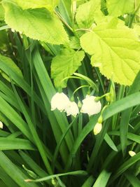 Close-up of flower blooming outdoors