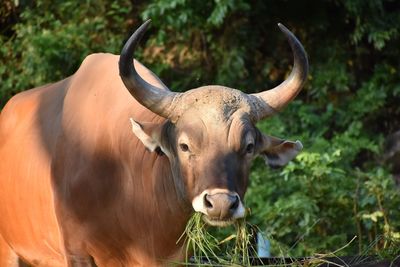 Cow standing in a field