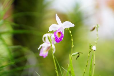 Close-up of pink flowering plant on field