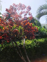 Low angle view of flowering plants against sky