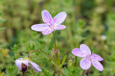 Close-up of pink flowering plant