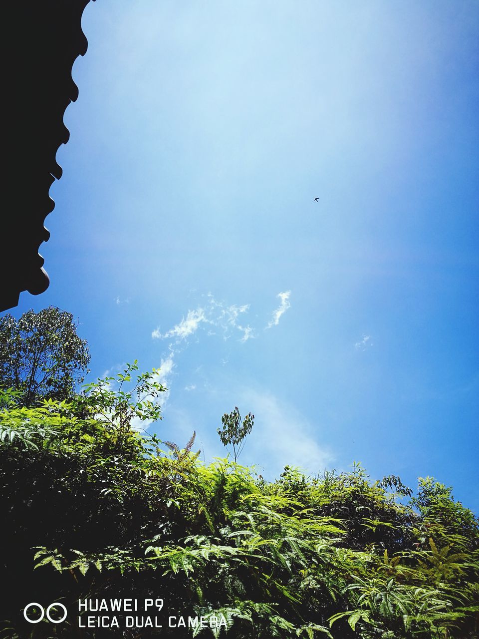 LOW ANGLE VIEW OF TREES AGAINST SKY