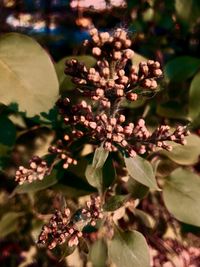 Close-up of flowering plant