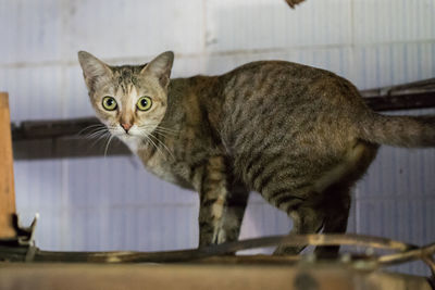 Close-up portrait of tabby cat