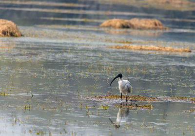 Bird perching on a lake