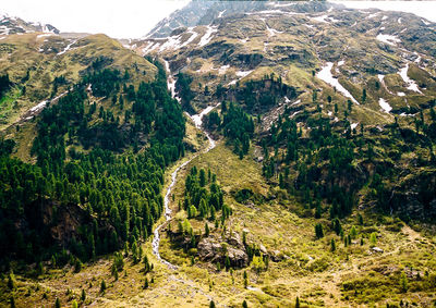 Close-up of tree against mountain