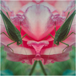 Close-up of insect on pink flower