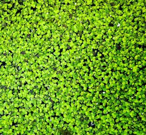 Full frame shot of leaves floating on lake