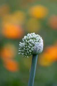 Close-up of flowering plant on field