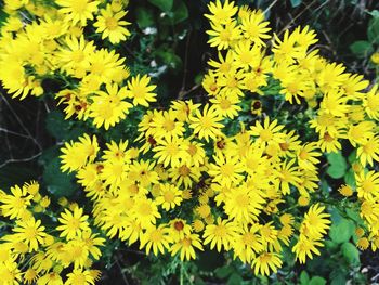 Close-up of yellow flowers blooming outdoors