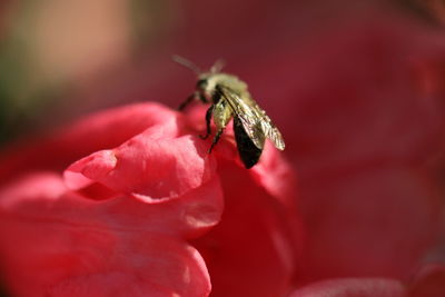 Close-up of bee pollinating on flower