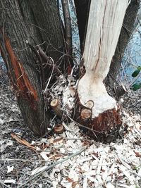 Close-up of tree trunk