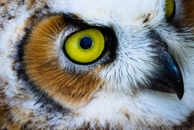 Close-up of owl