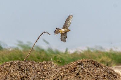 Close-up of a bird flying over a field