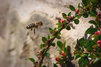 Close-up of bee pollinating on flower