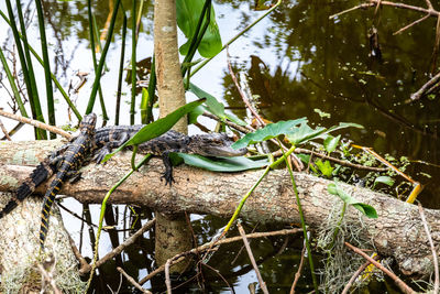 View of lizard on tree branch