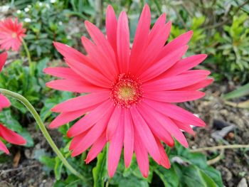 Close-up of pink flower