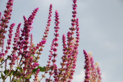 Low angle view of pink flowering plants against sky