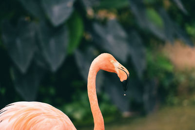 Close-up of a bird