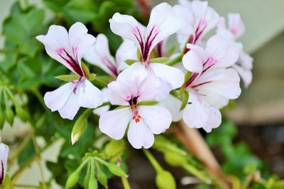 Close-up of flower blooming