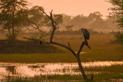 Bird perching on a tree