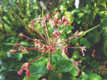 Close-up of pink flowers growing on plant in garden