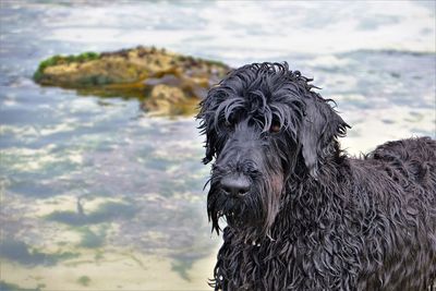 Portrait of black dog, at seasode