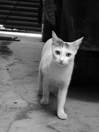 Close-up portrait of cat