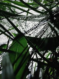 Low angle view of bamboo trees in forest