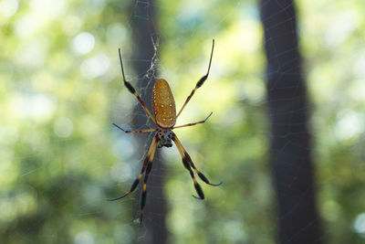 Golden silk orb weaver spider