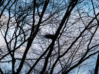 Low angle view of silhouette bare tree against sky