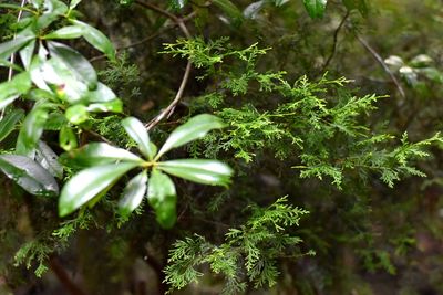 High angle view of plant growing in forest