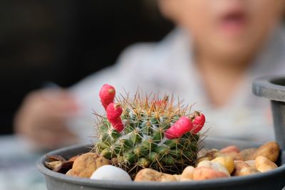 Close-up of succulent plant in pot
