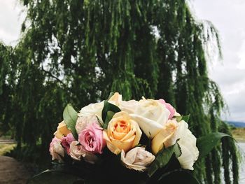 Close-up of rose bouquet