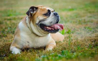 Dog looking away on field