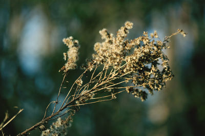 Close-up of snow on plant